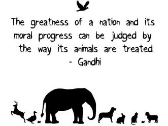 the-greatness-of-a-nation-and-its-moral-progress-can-be-judged-by-the-way-its-animals-are-treated-world-animal-day